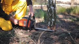 Best Root Management and Removal  in Redwood City, CA