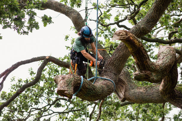 Best Root Management and Removal  in Redwood City, CA