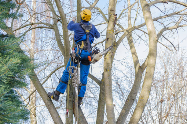 Best Lawn Pest Prevention  in Redwood City, CA