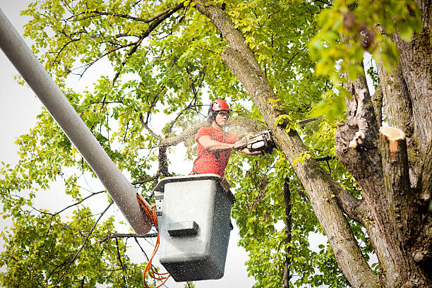 Trusted Redwood City, CA Tree Care Experts